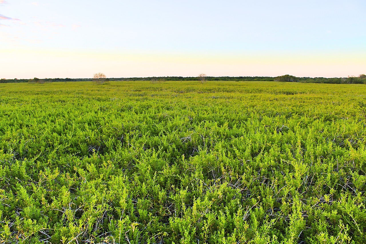 everglades swamp nature free photo