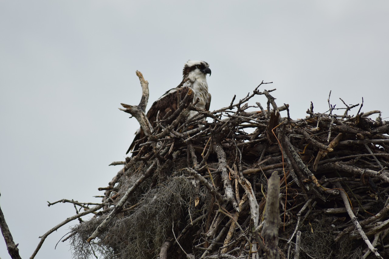 everglades national park nest free photo