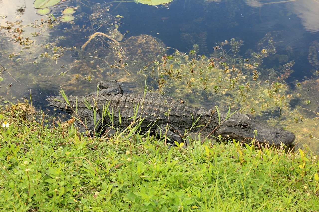 everglades alligator crocodile free photo