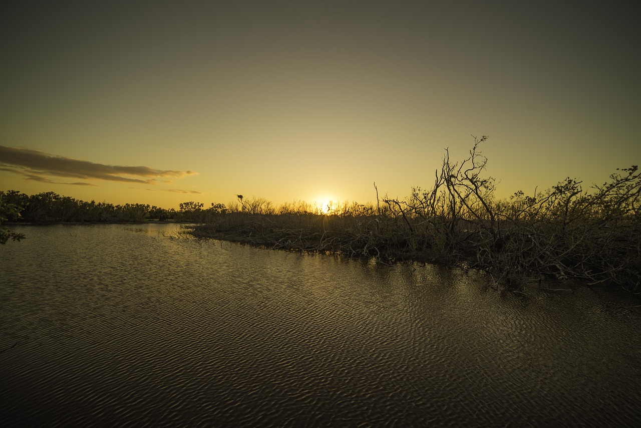 everglades  swamp  marsh free photo