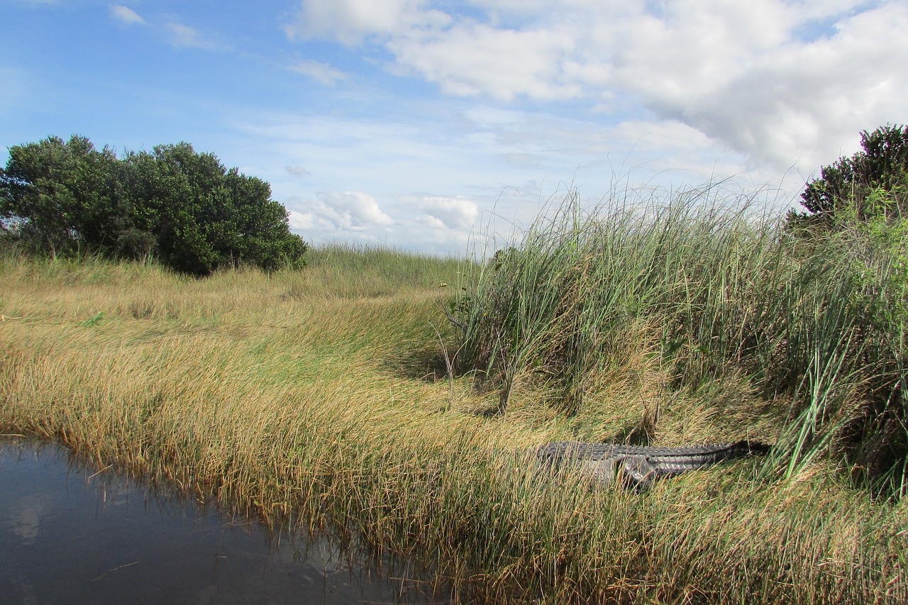 everglades water crocodile free photo