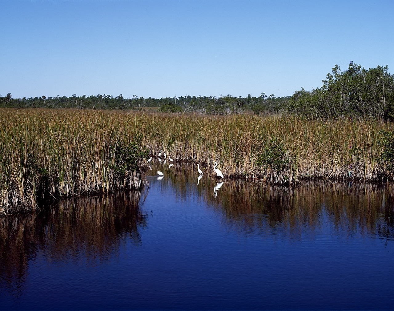 everglades water wildlife free photo