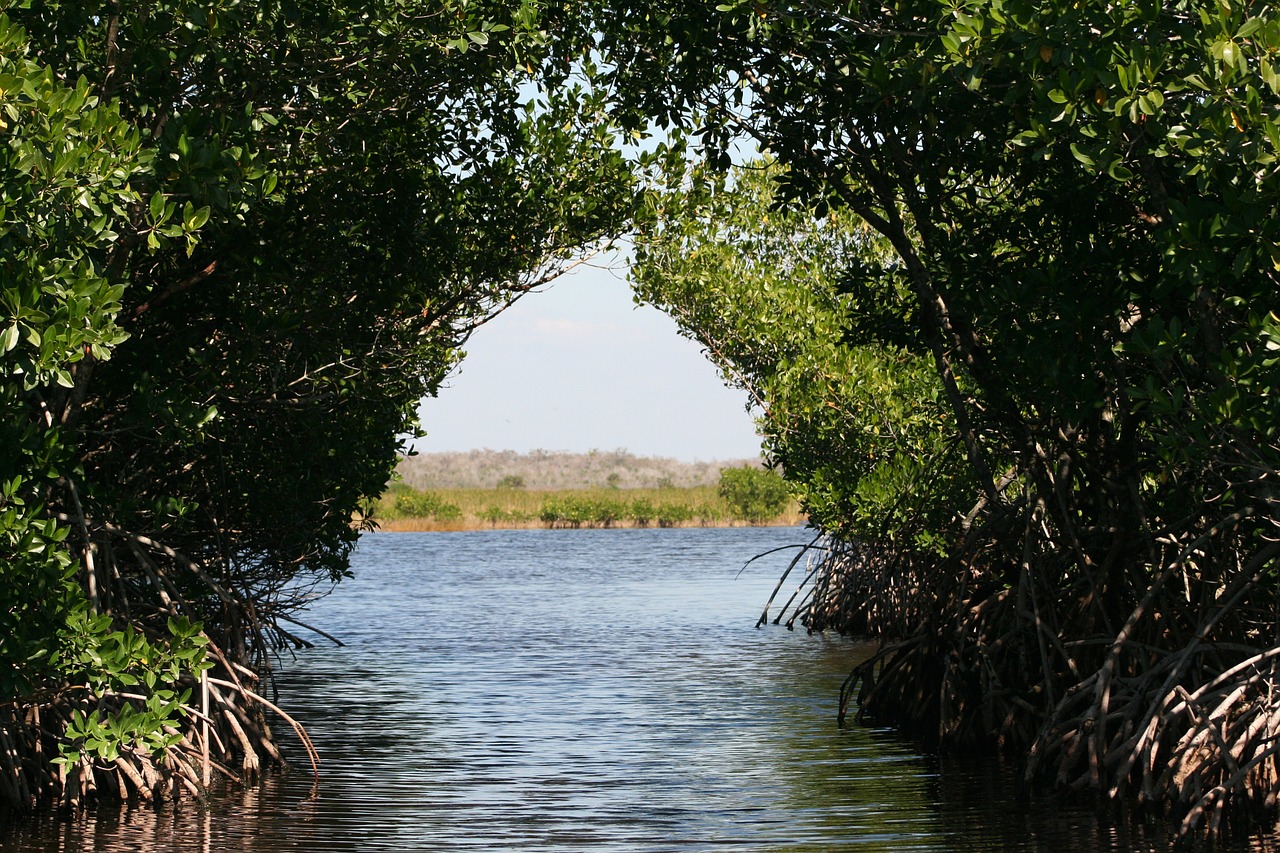 everglades mangroves bogs free photo