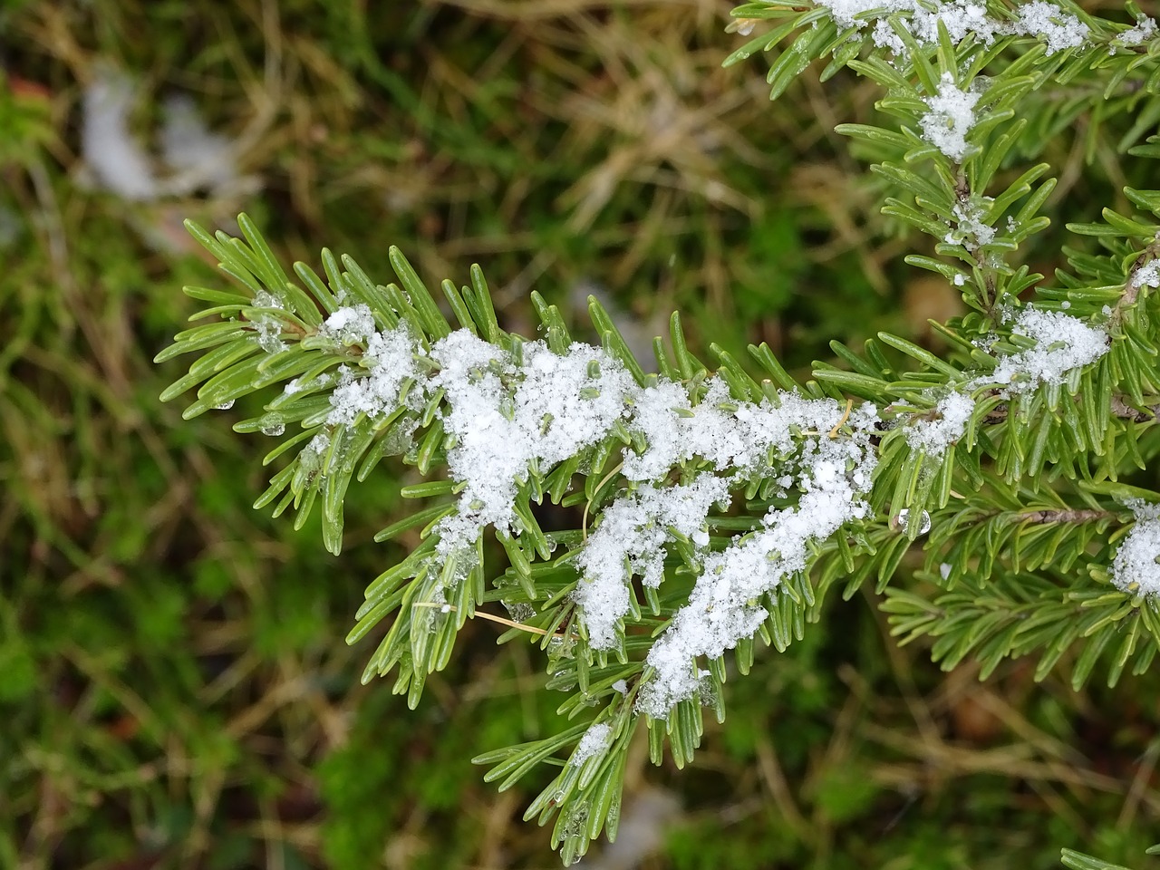 evergreen snow melting free photo