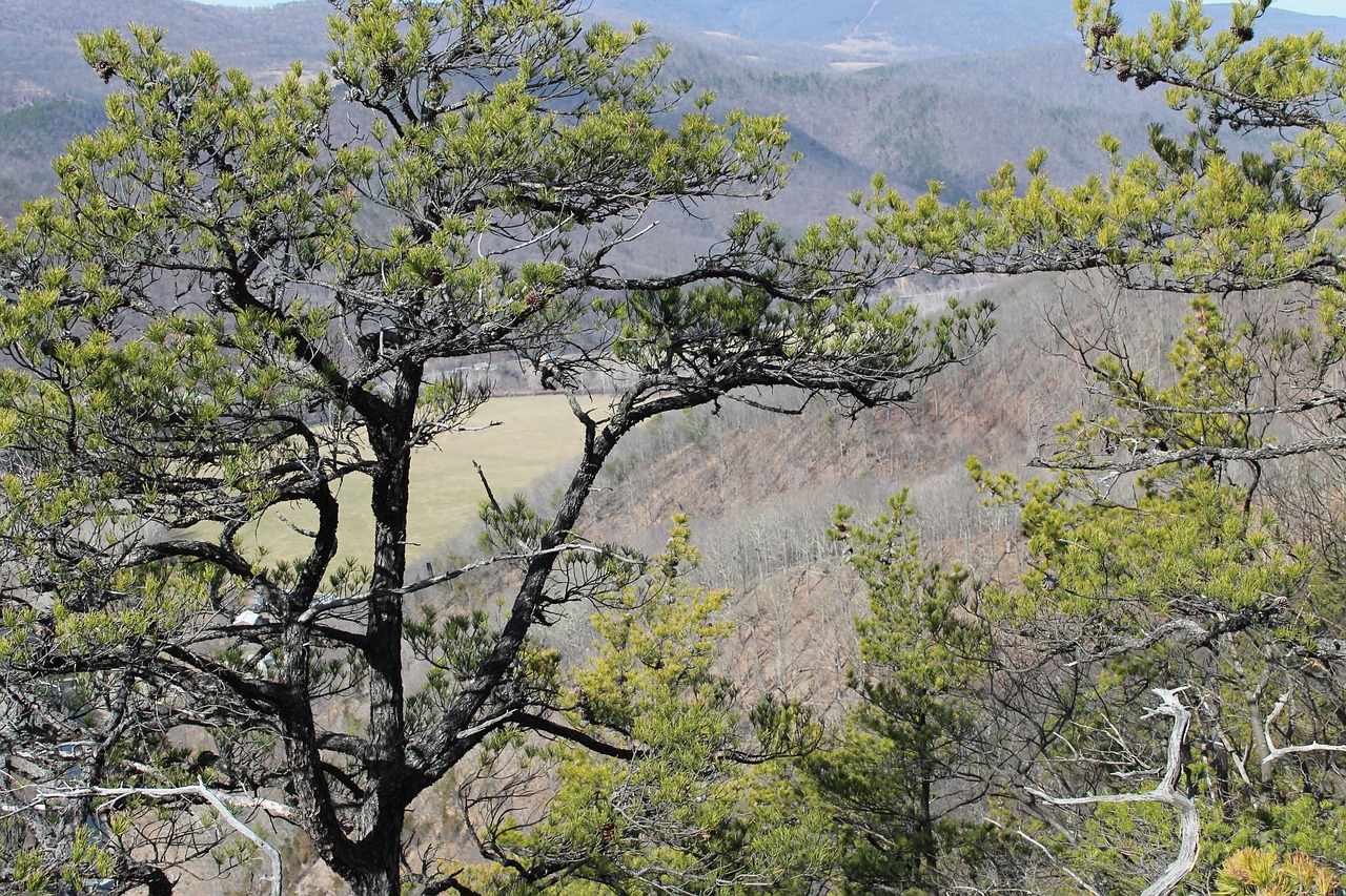 evergreen west virginia pine tree free photo