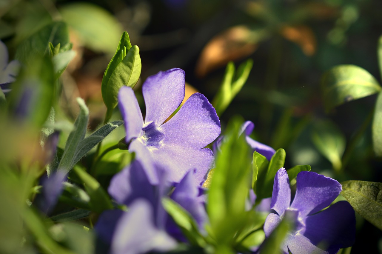 evergreen  small-leaf evergreen  small periwinkle free photo