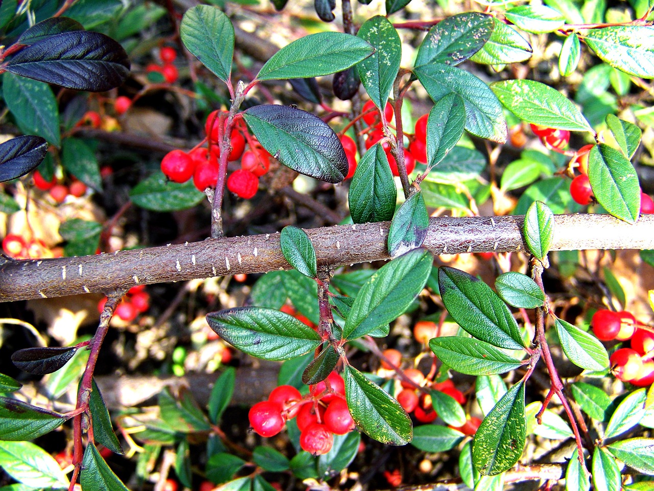 evergreen red berry nature free photo