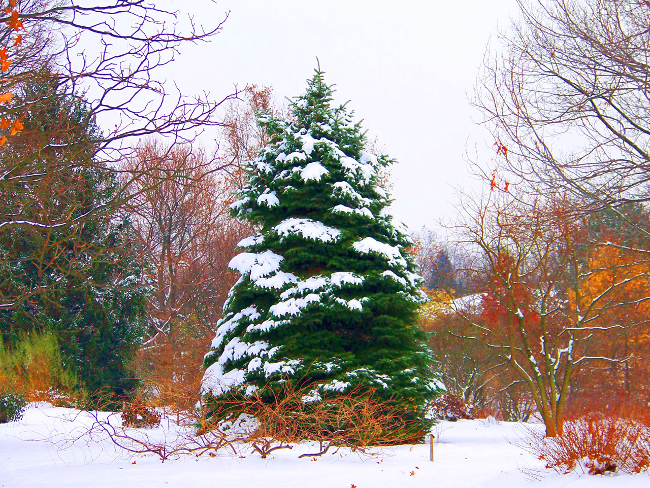 evergreen tree snow free photo