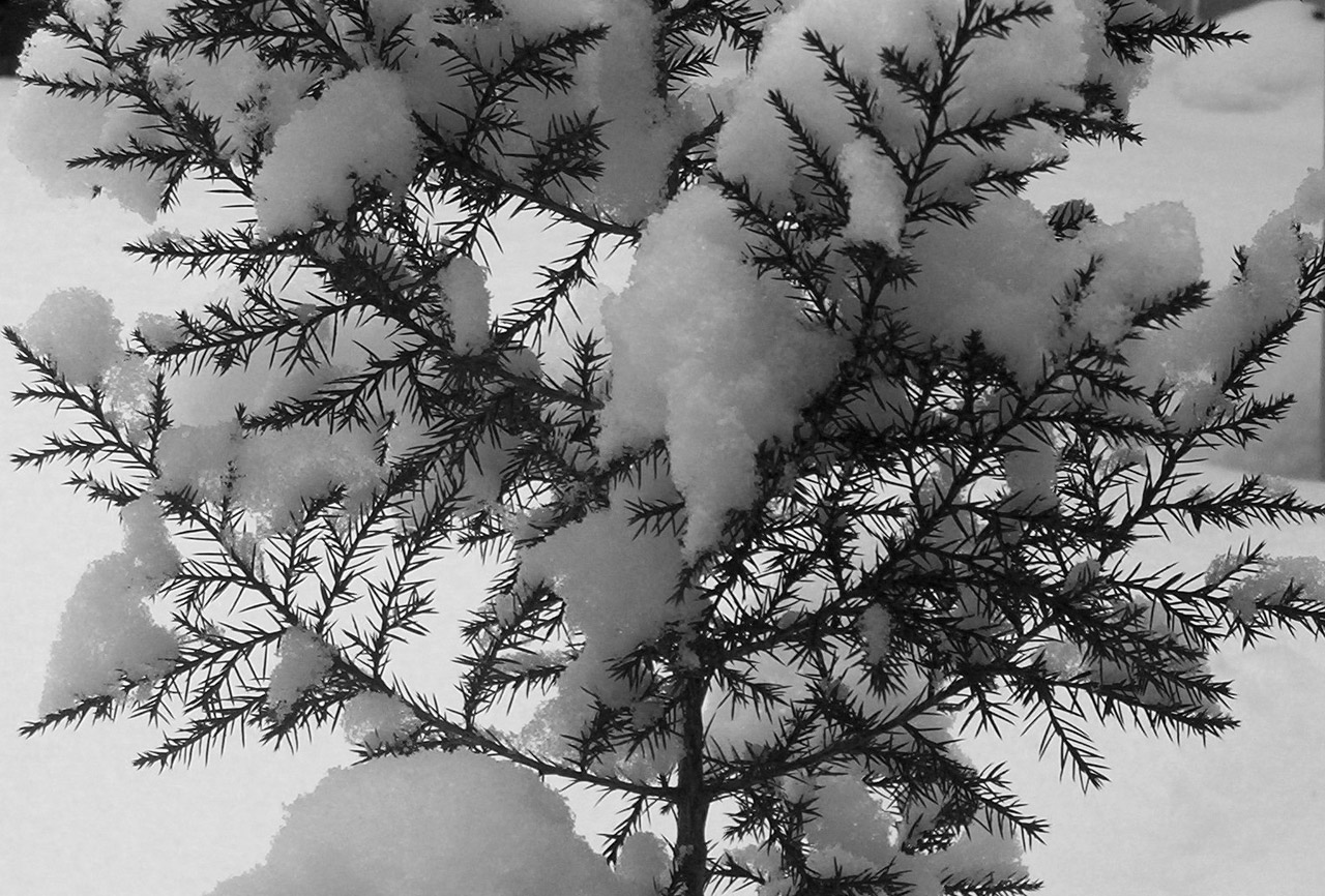 evergreen tree snow free photo