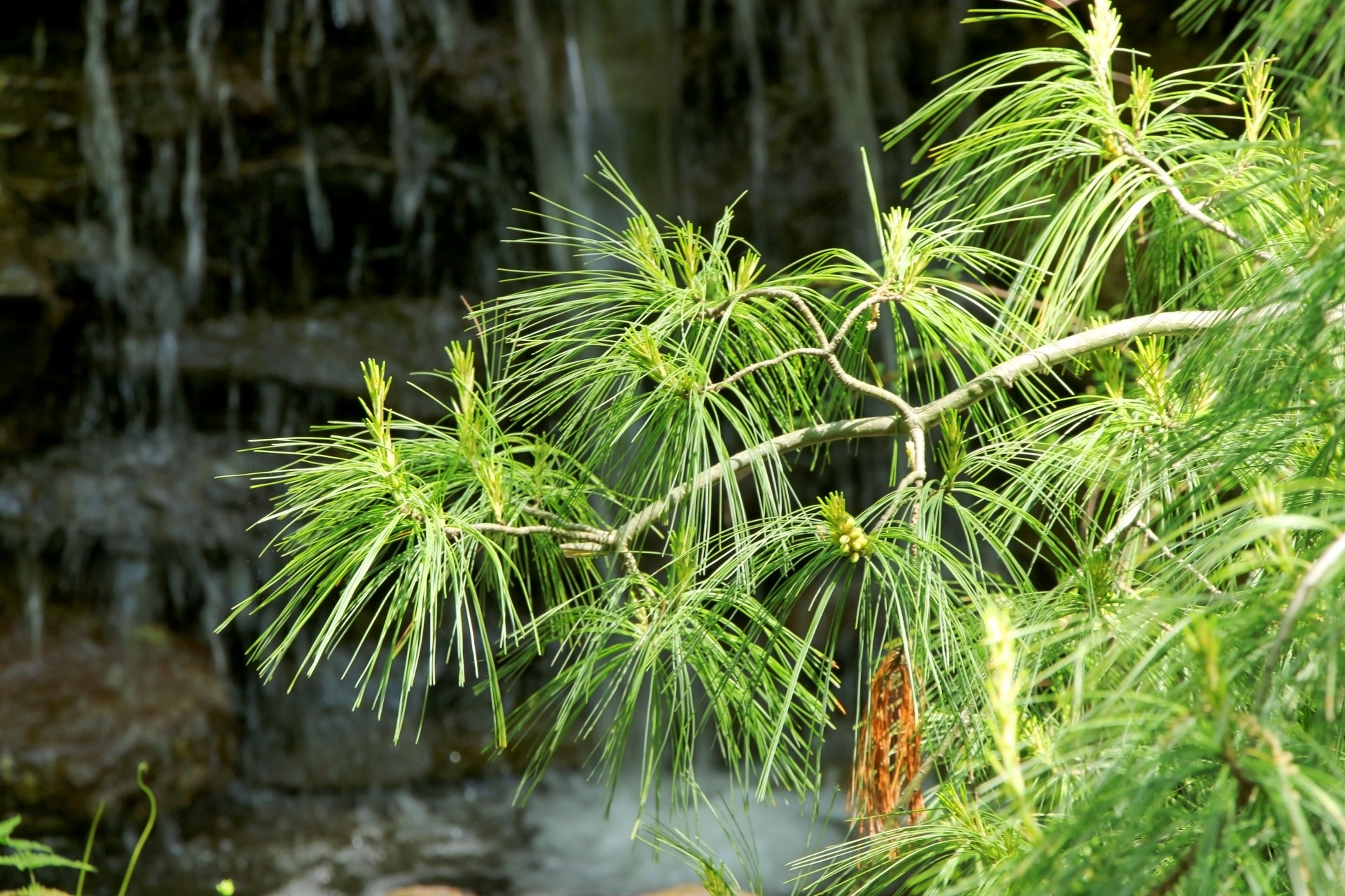 evergreen branches evergreen and waterfall free photo