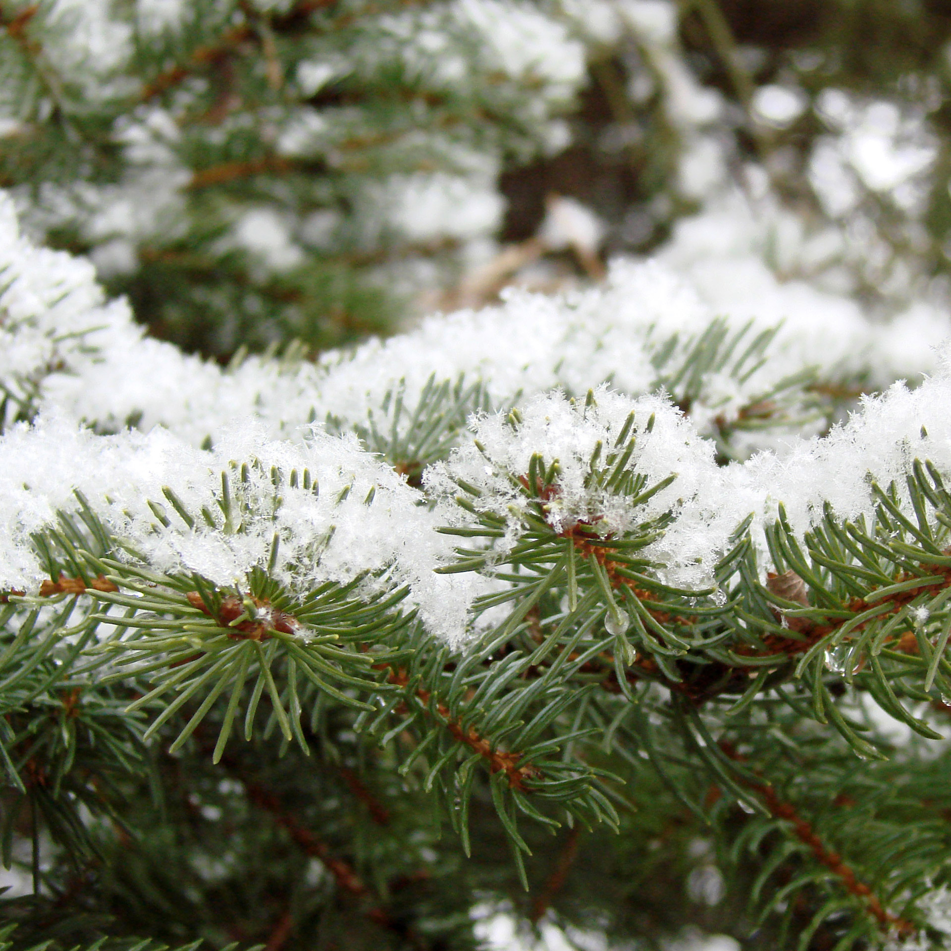 evergreen branch snow winter free photo