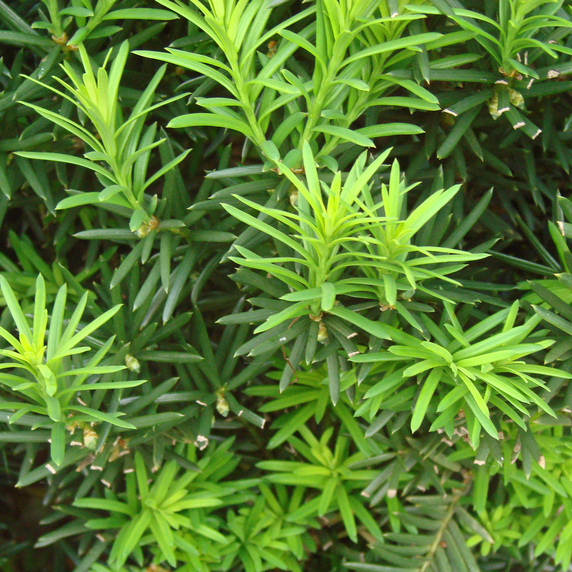 evergreen bush macro close free photo