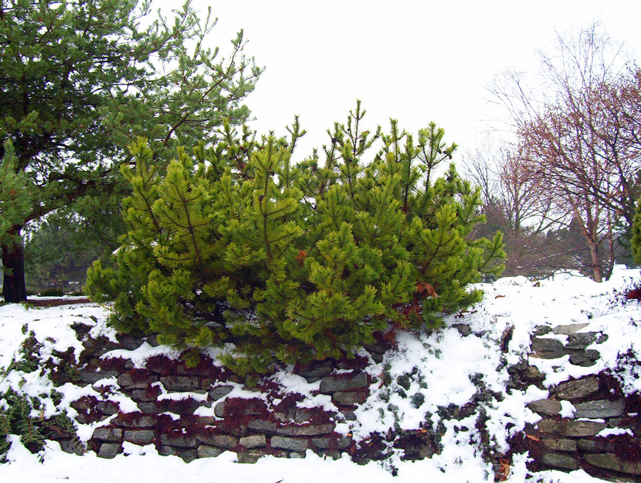 evergreen bushes stone free photo