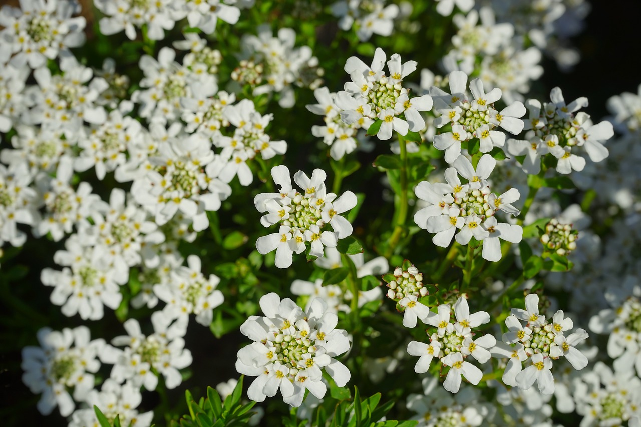 evergreen candytuft flowers white free photo