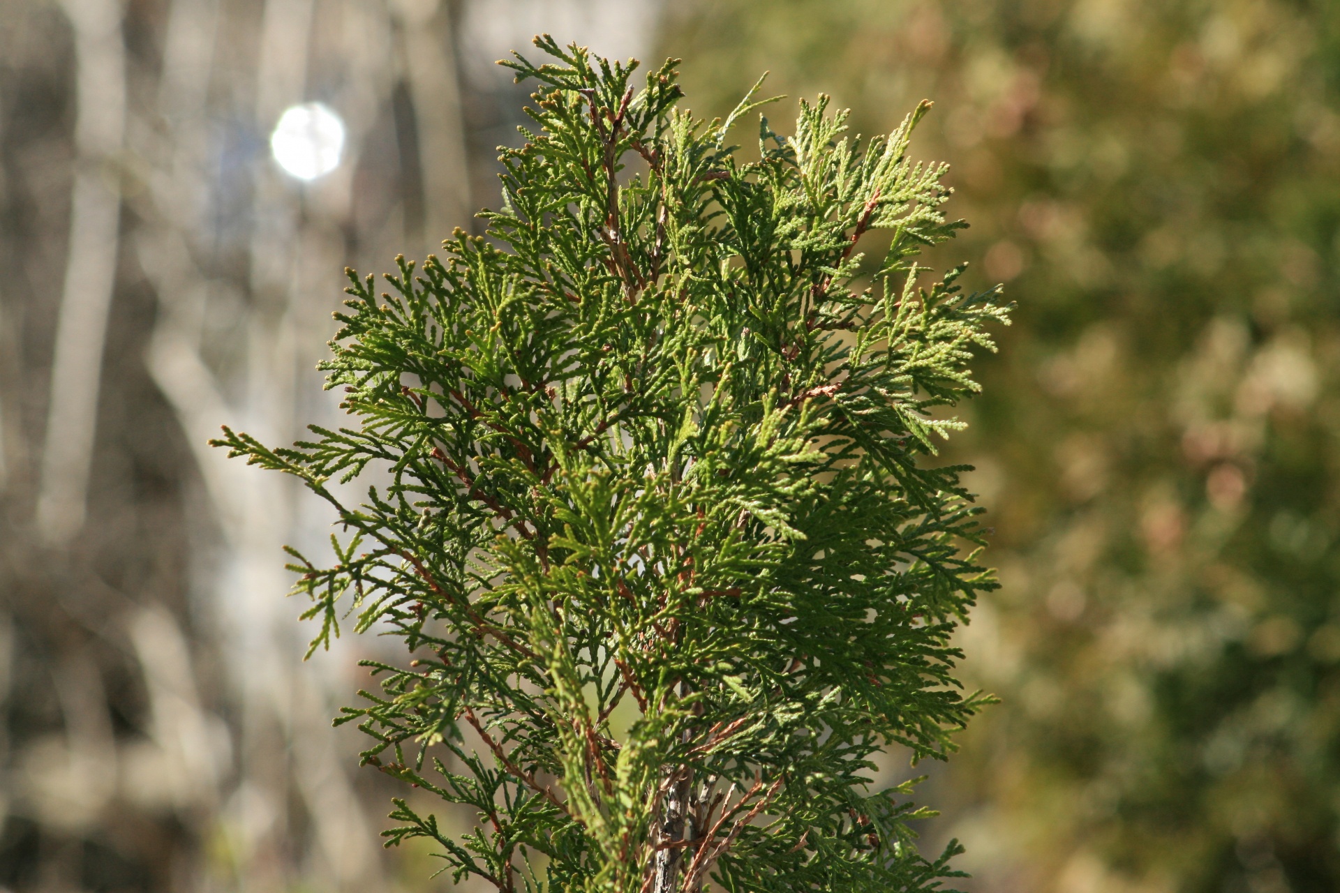 tree fir evergreen free photo