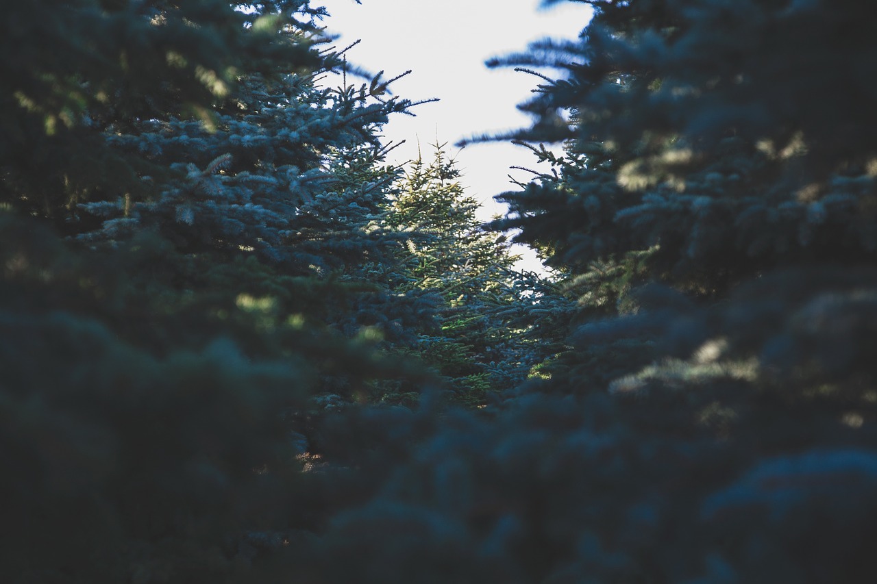 evergreen tree spruce forest free photo