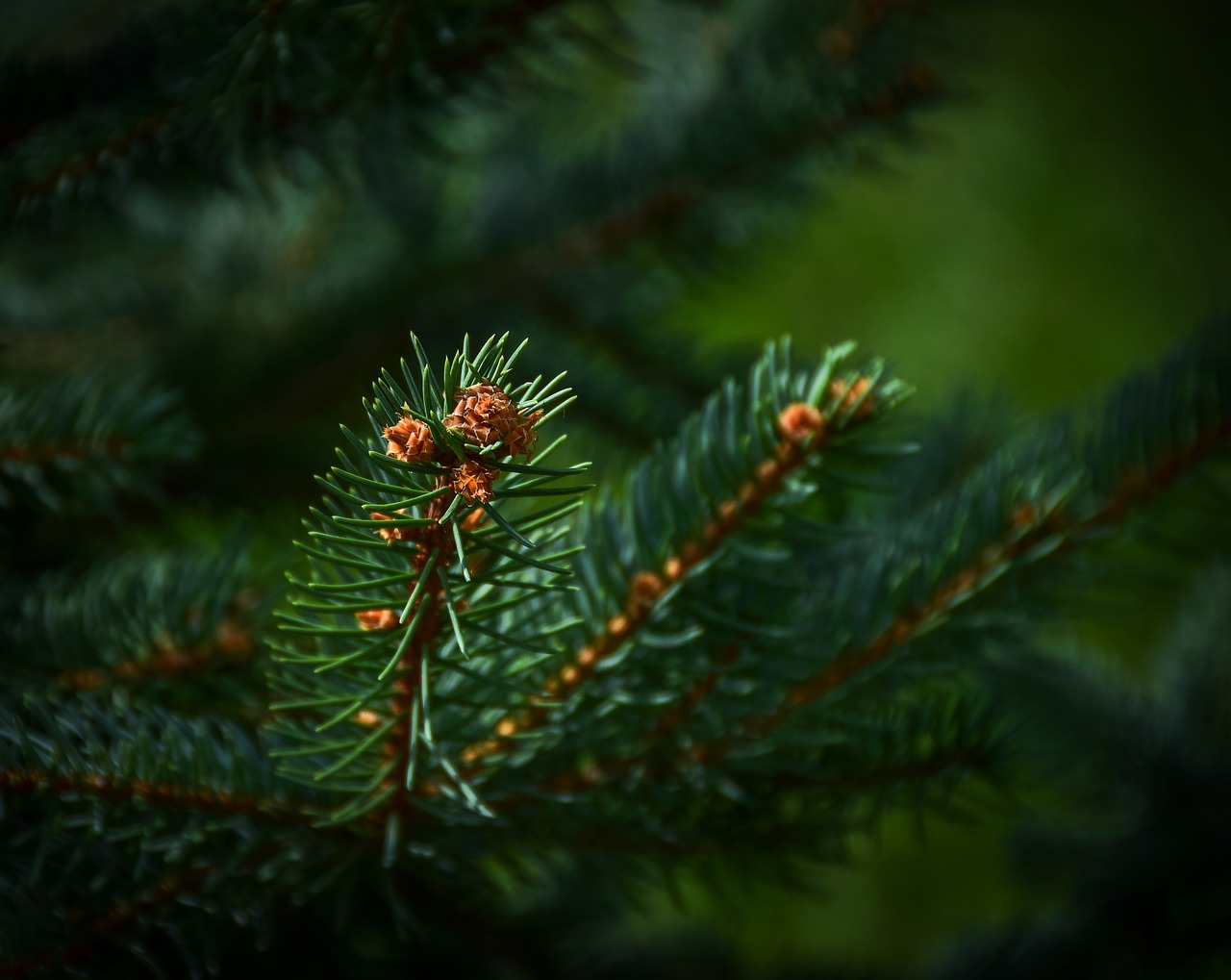 evergreen tree fir tree forest free photo