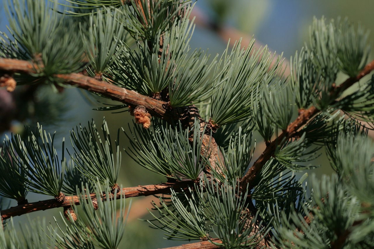 evergreen tree cones green tree free photo