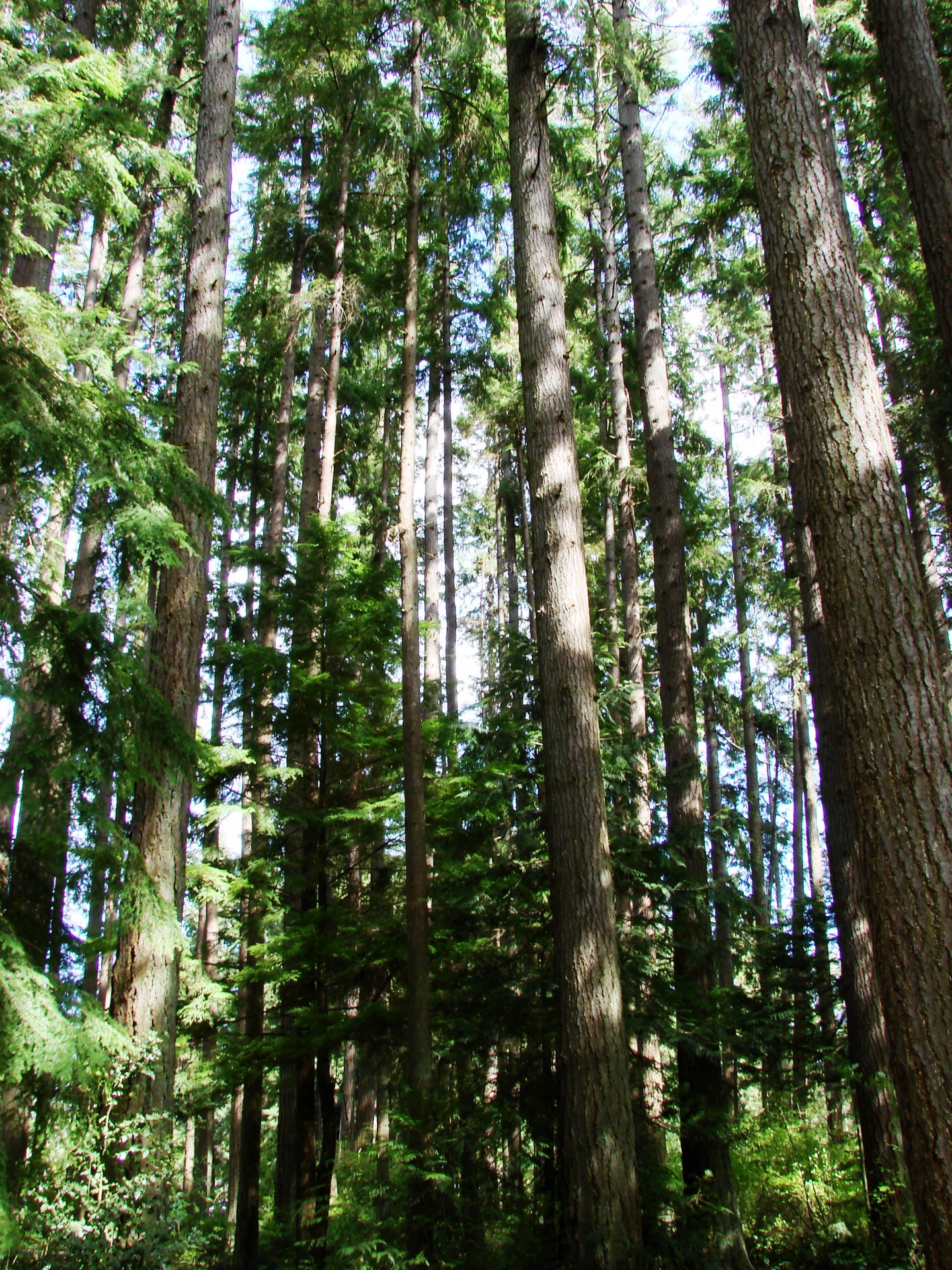 tall trees evergreen trees forest free photo