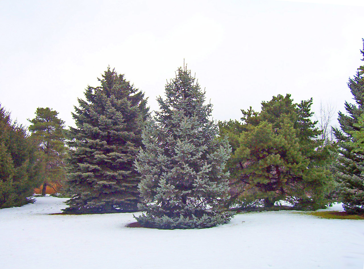 evergreen trees snow free photo