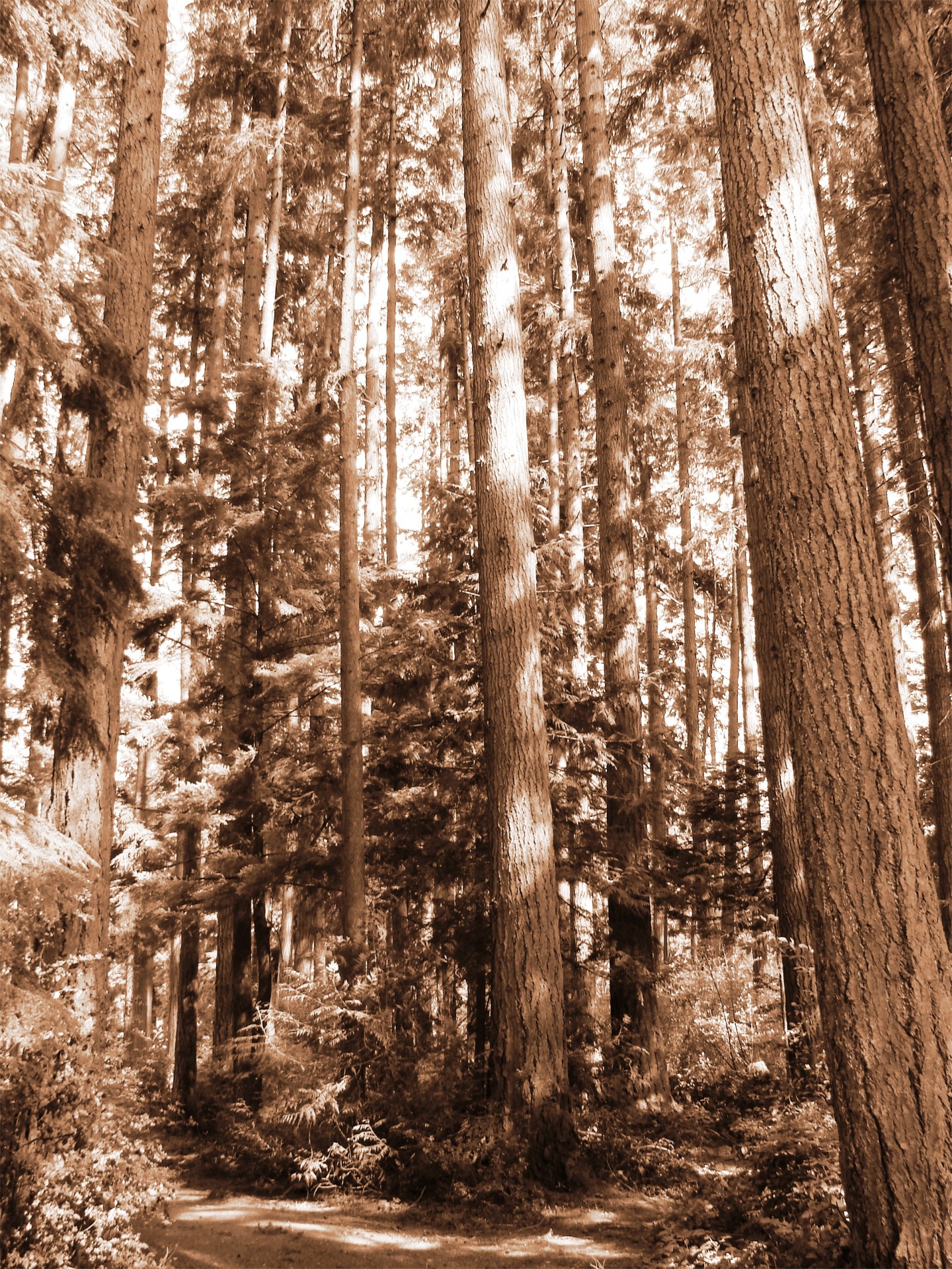 sepia forest evergreen trees free photo