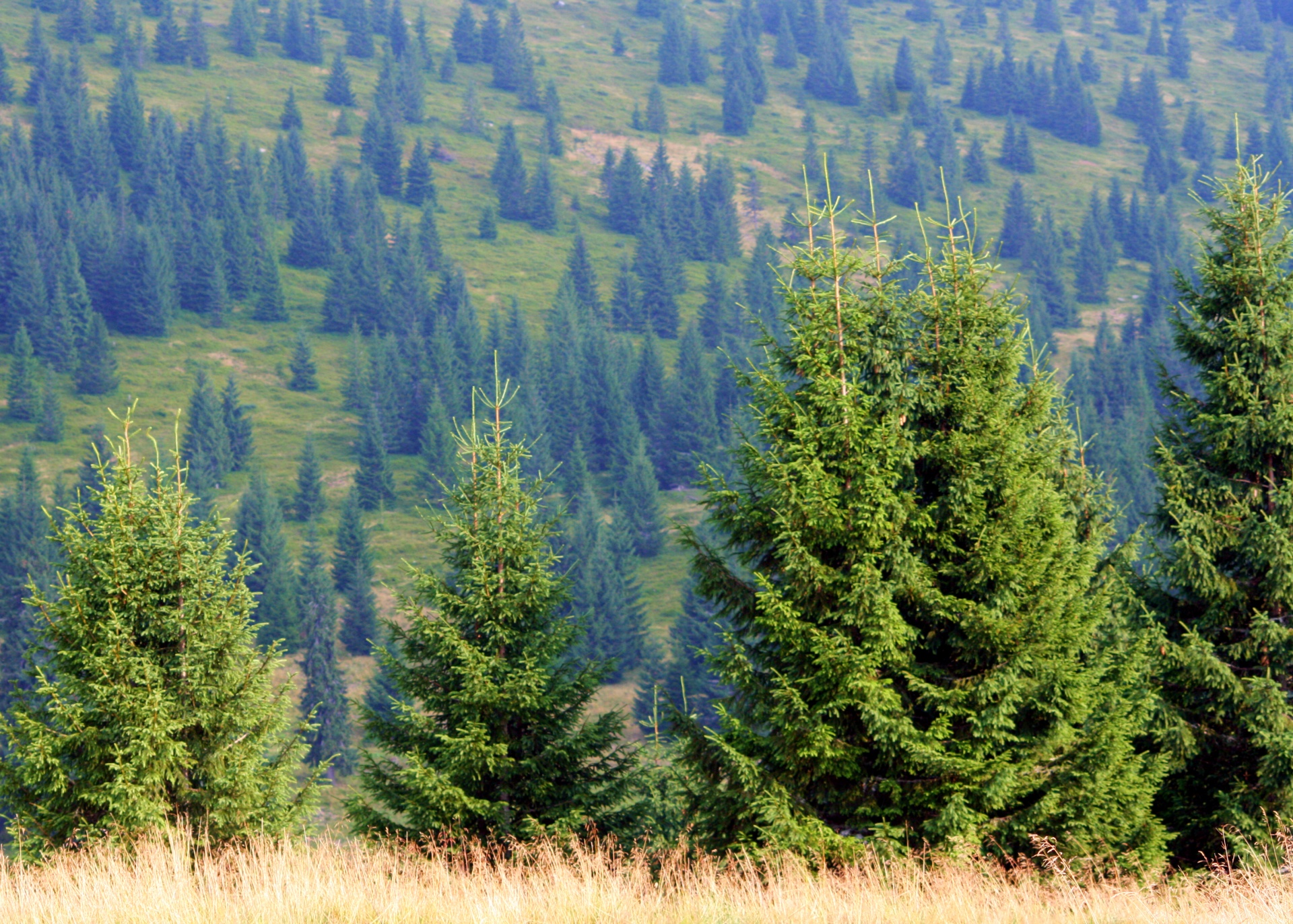 evergreen fir trees green free photo