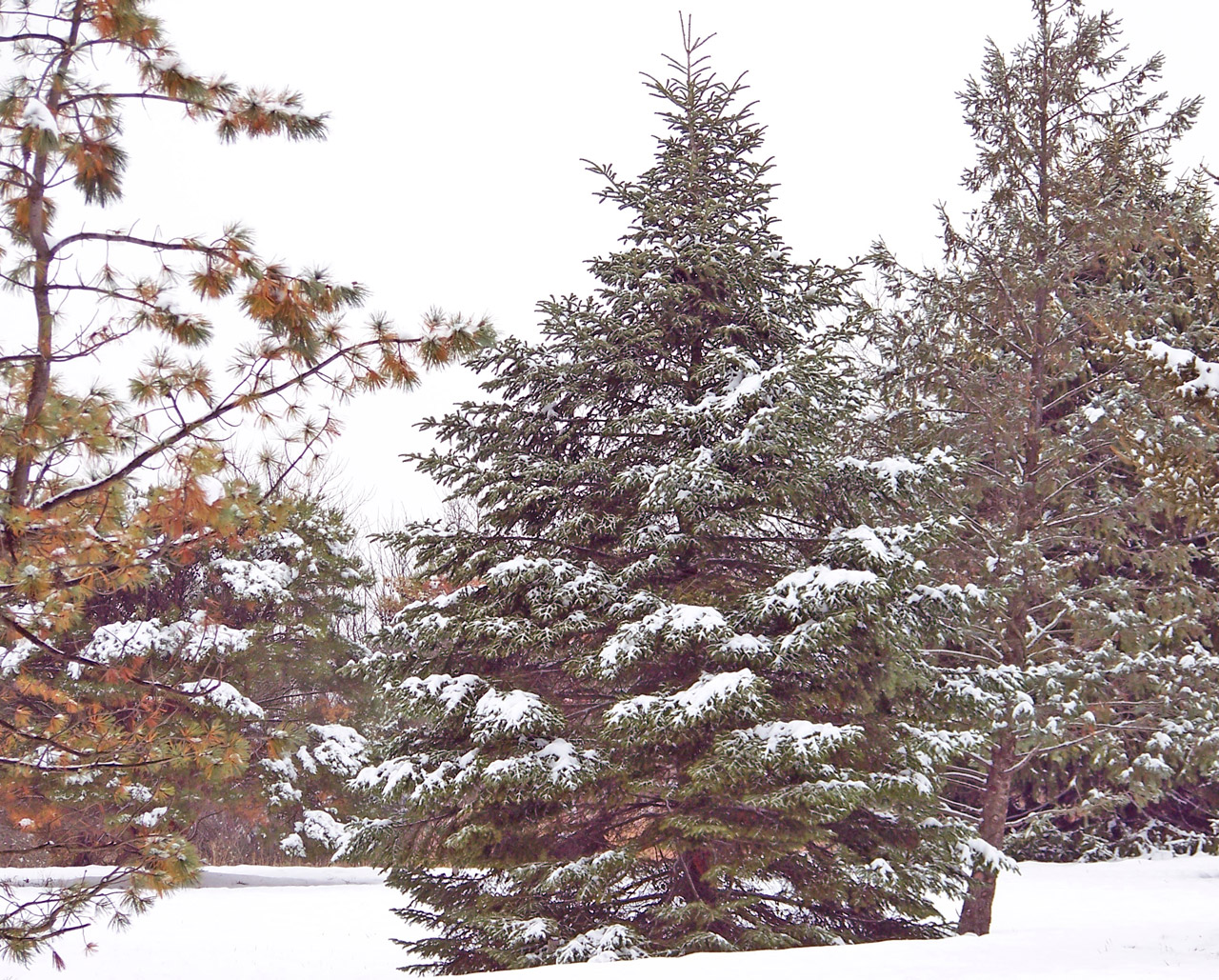 evergreen tree christmas free photo