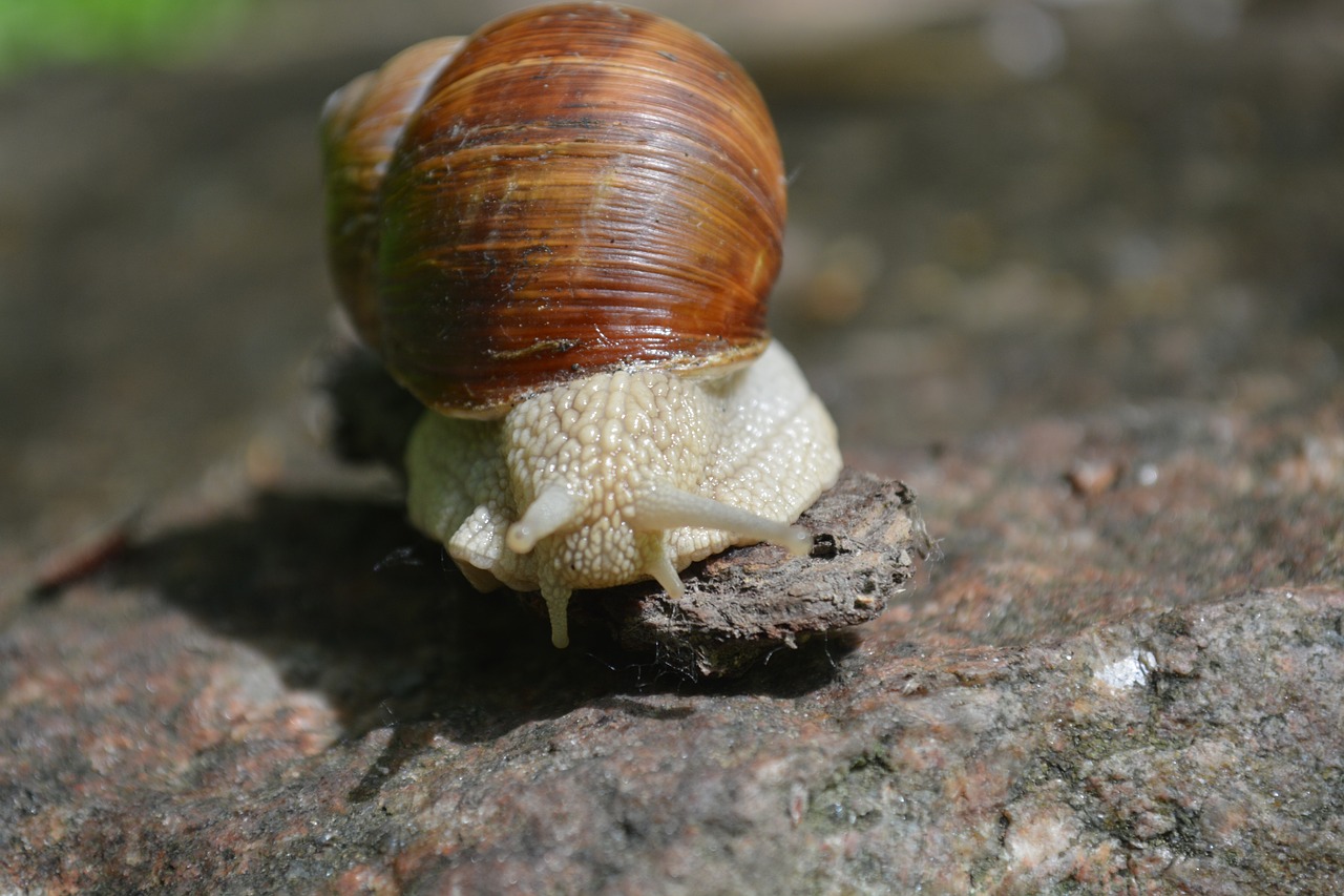 evertebrat slowly snail free photo