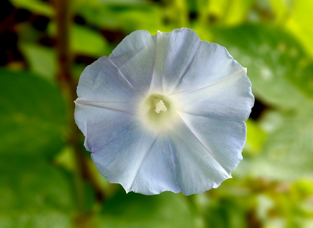 every flower  malmo flower  morning glory free photo