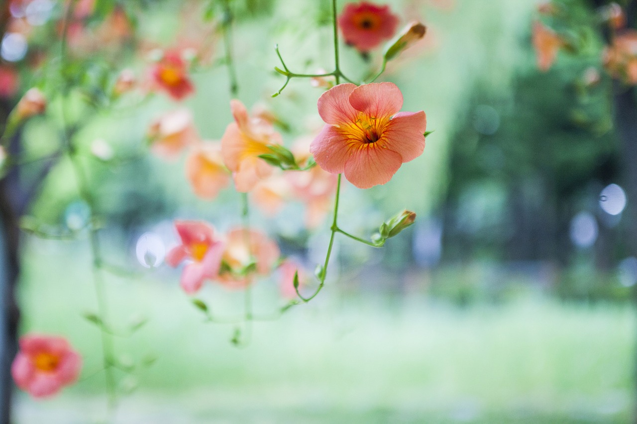 everyman flower campsis flowers free photo