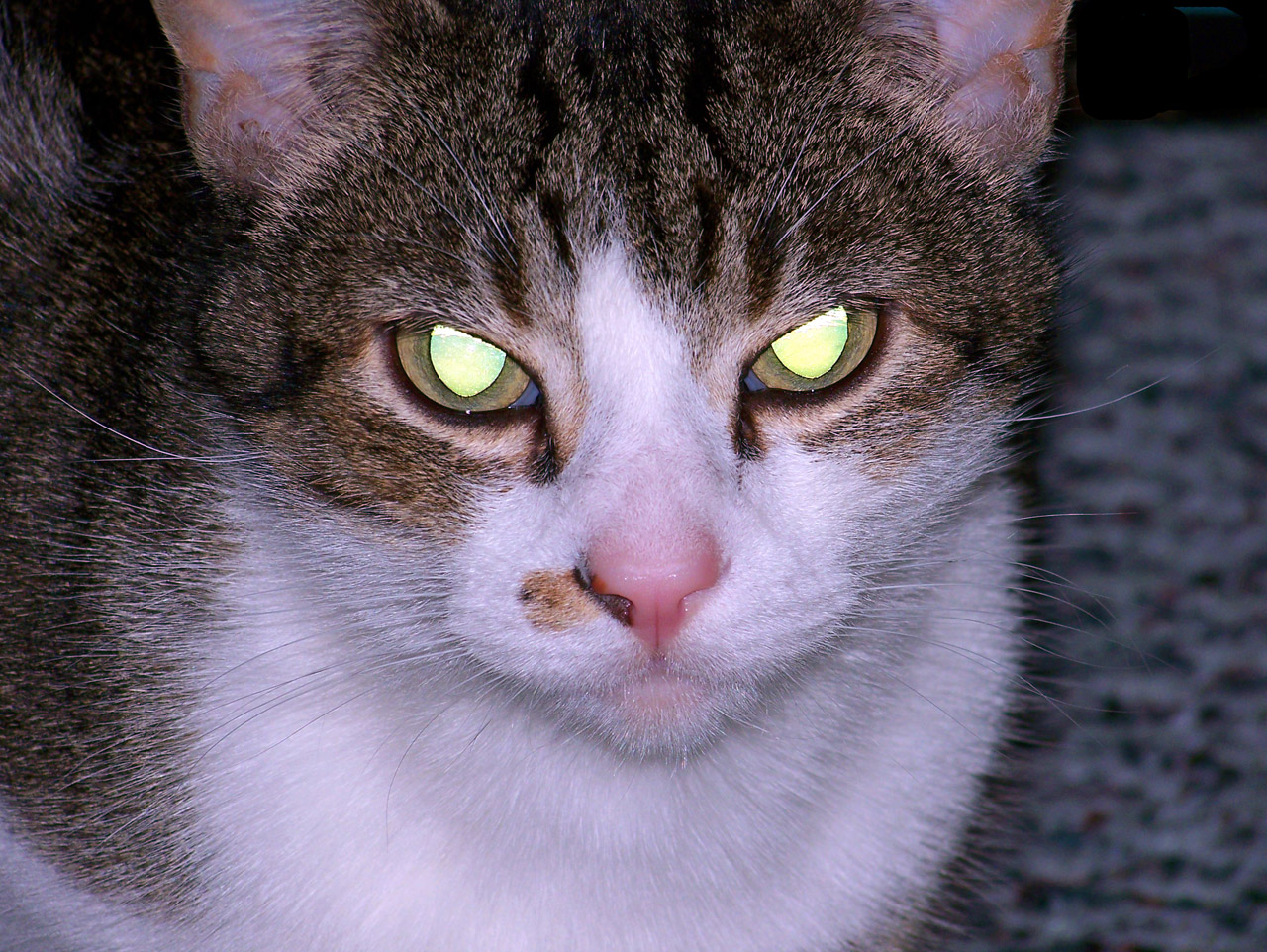 cat evil eyes free photo