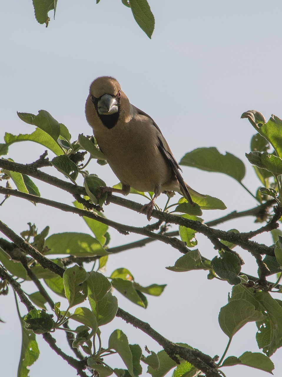 evil eye bird village free photo