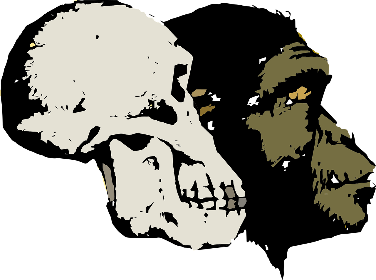 evolution skull head free photo