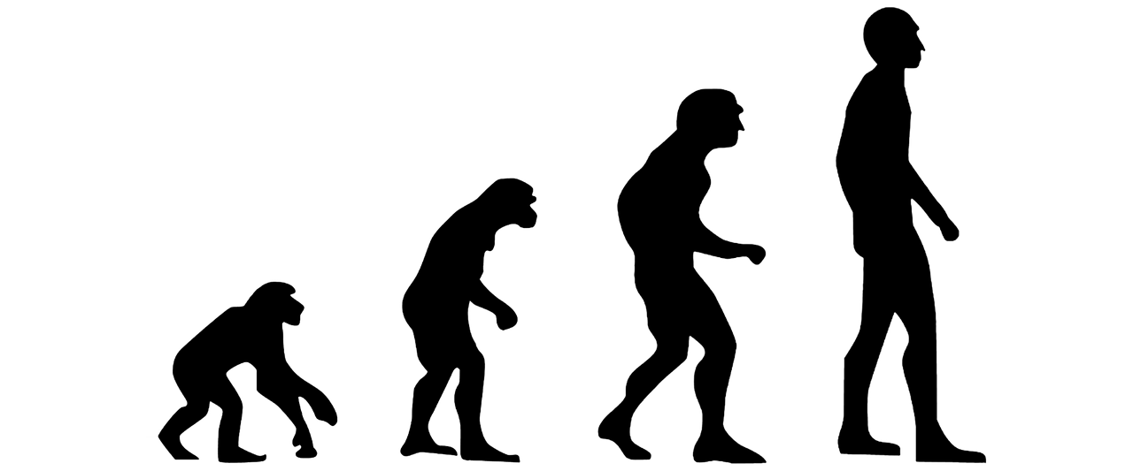 evolution human evolution the theory of evolution free photo