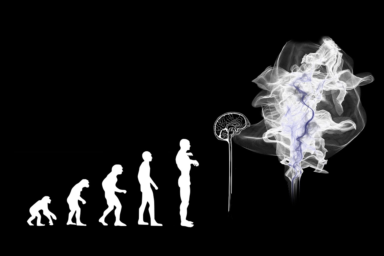 evolution  artificial intelligence  brain free photo