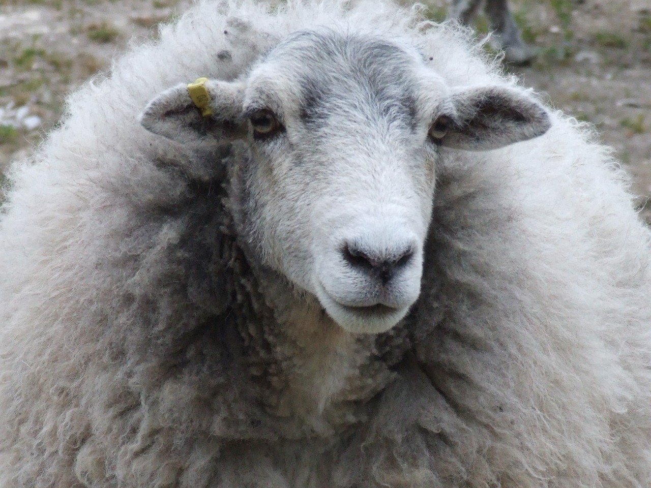 ewe sheep nature free photo