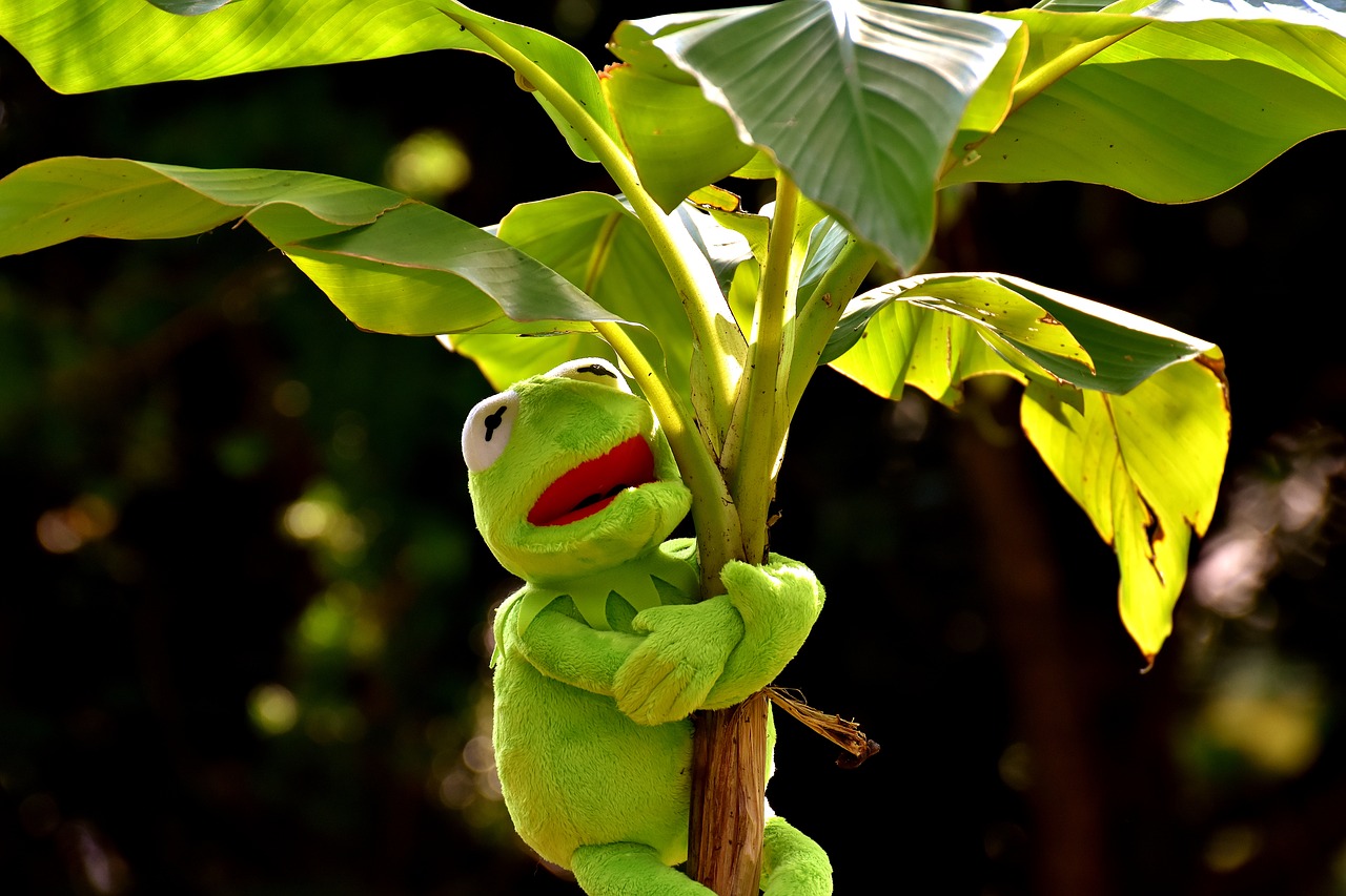 exasperate kermit frog free photo