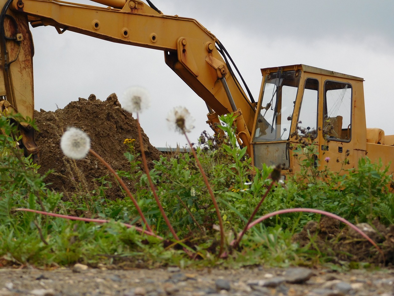 excavators autumn dandelion free photo