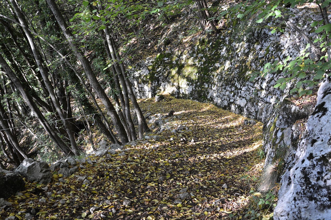 excursion forest autumn free photo