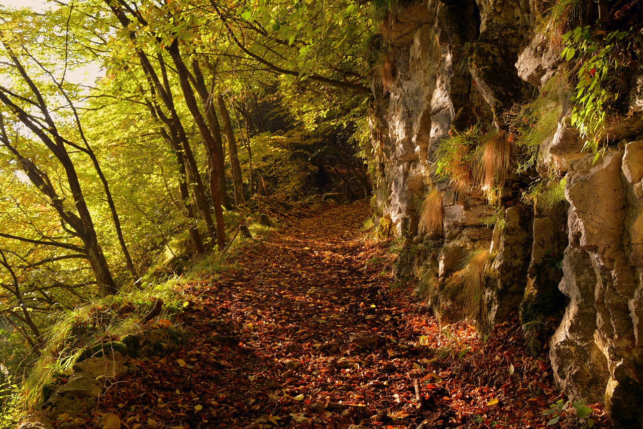 excursion forest autumn free photo