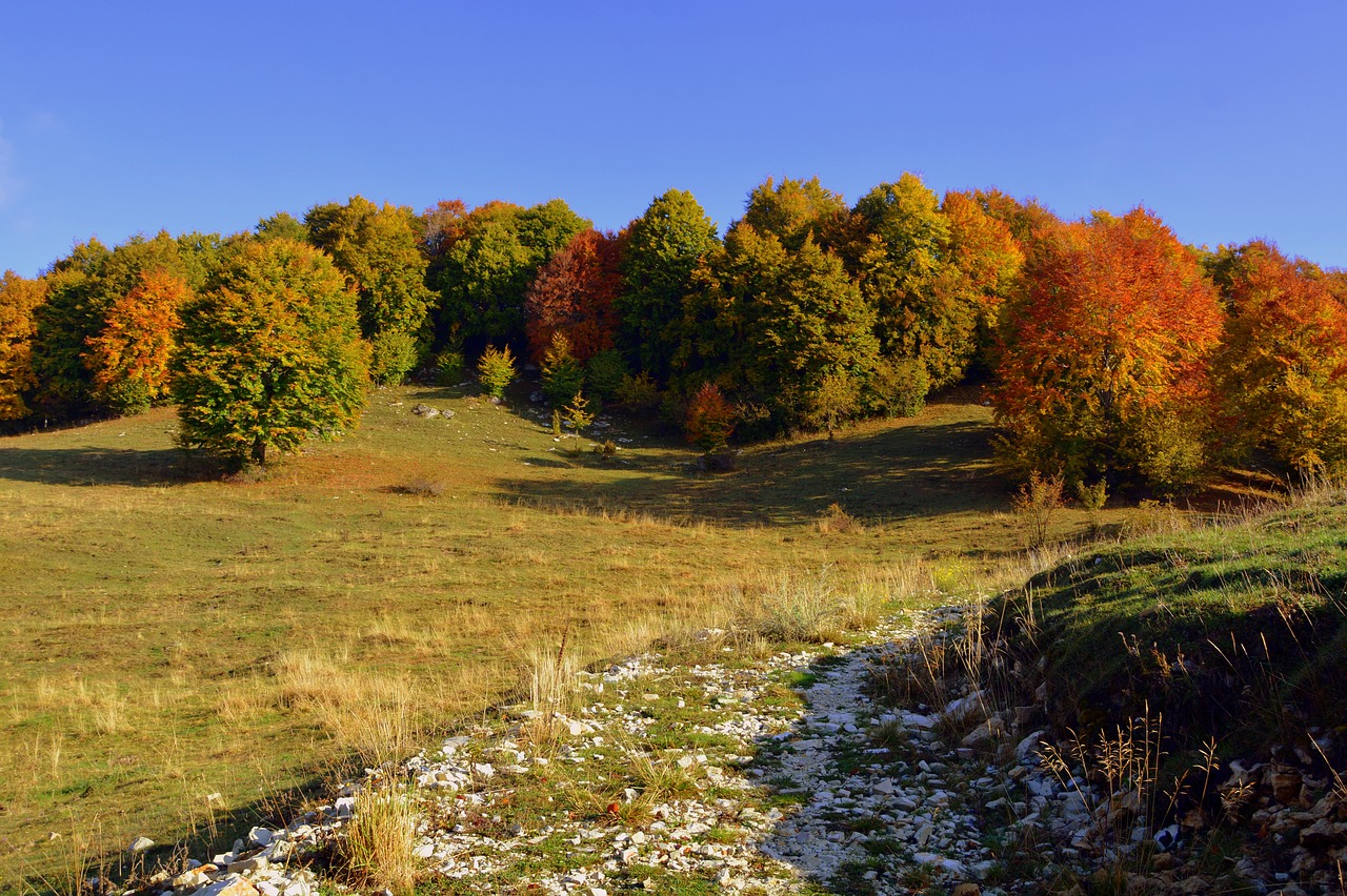 excursion trees autumn free photo