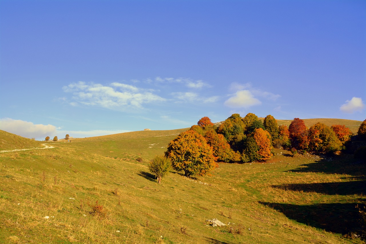 excursion trees autumn free photo