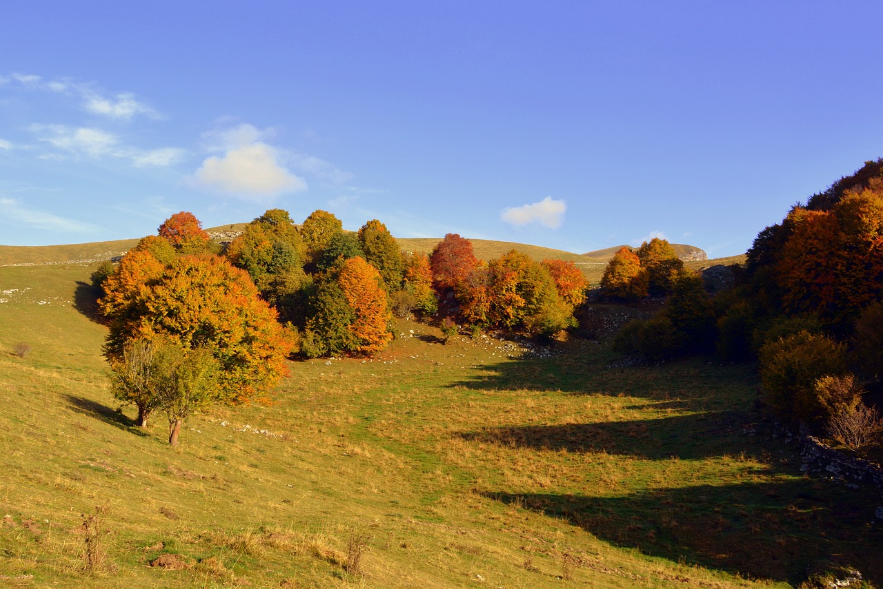 excursion trees autumn free photo