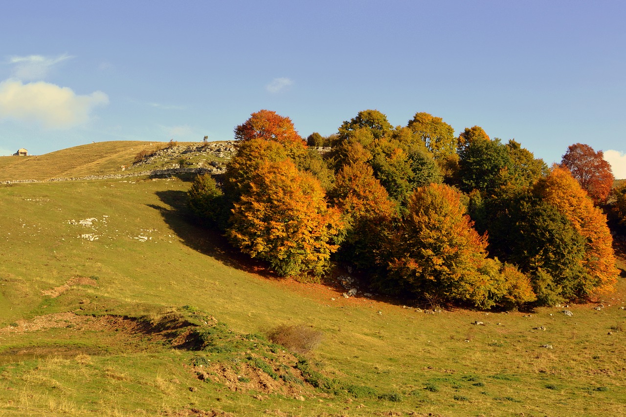 excursion trees autumn free photo