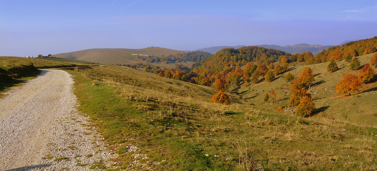 excursion trees autumn free photo