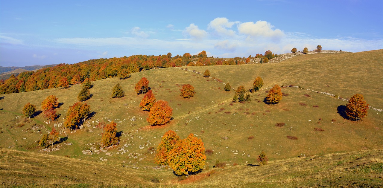 excursion trees autumn free photo