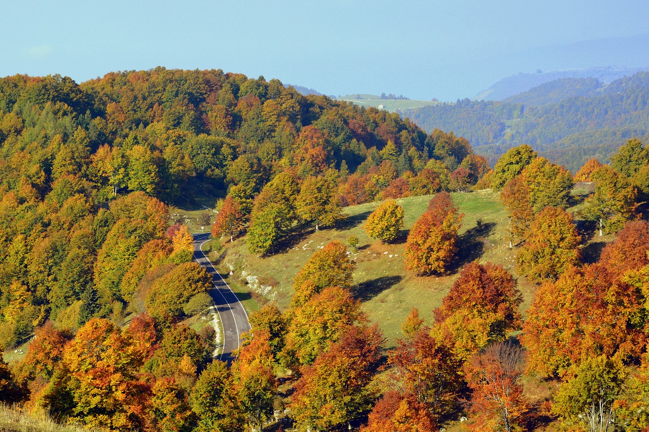 excursion trees forest free photo