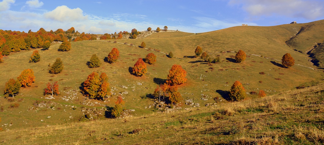 excursion trees autumn free photo