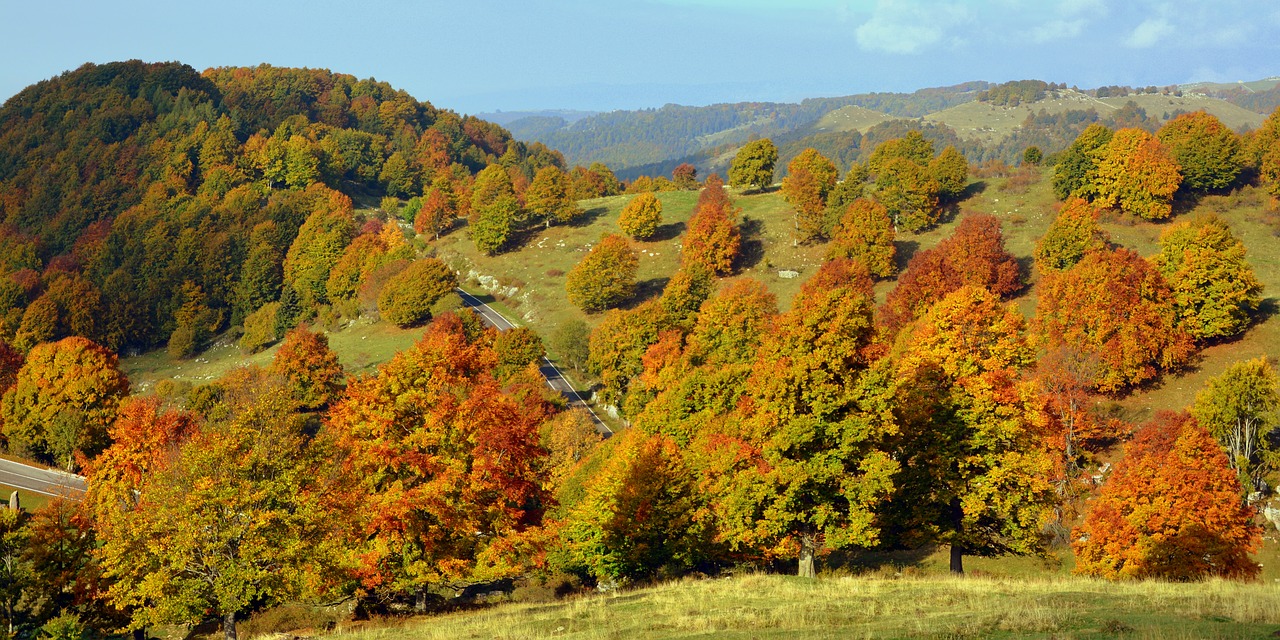 excursion trees autumn free photo