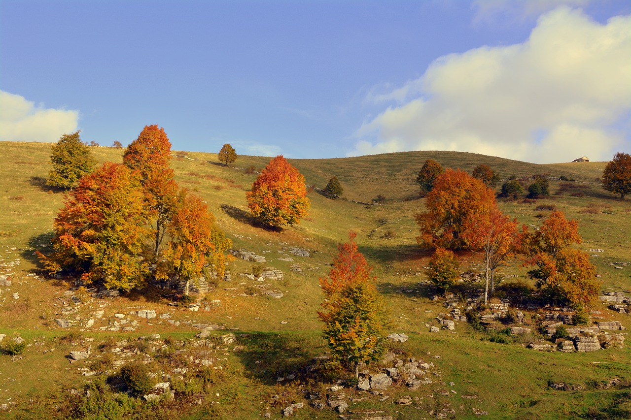 excursion trees autumn free photo